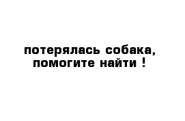 потерялась собака, помогите найти !